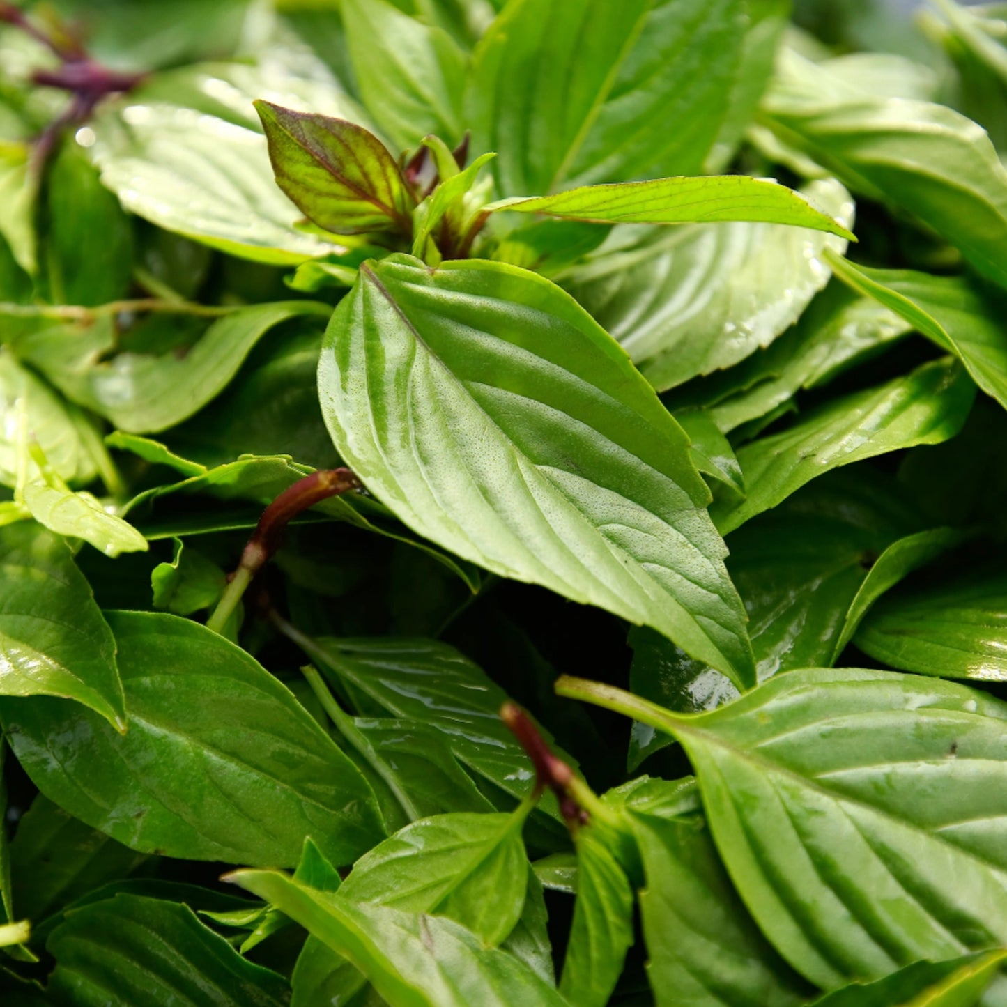 Thai Basil - Seeds - Organic - Non Gmo - Heirloom Seeds – Herb Seeds - USA Garden Seeds