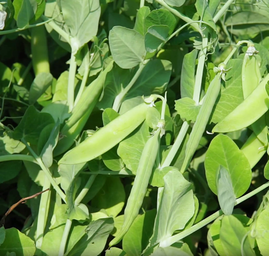 Alaska Pea Seeds - Non Gmo - Heirloom Seeds – Pea Seeds - Grow Your Own Food At Home! - Fast Growing Variety! Fresh Seeds!