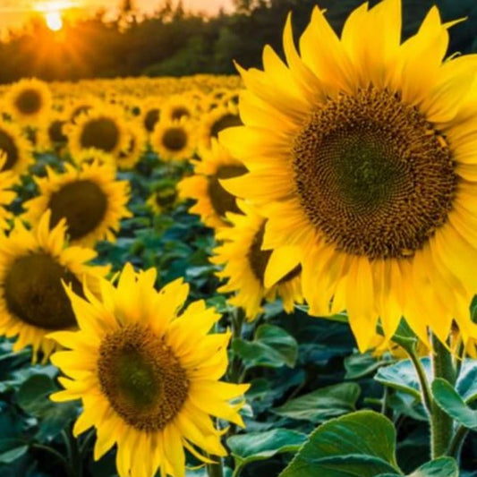 Black Oil Sunflower Seeds - Organic - Non Gmo - Heirloom Seeds – Flower Seeds - USA Garden Seeds