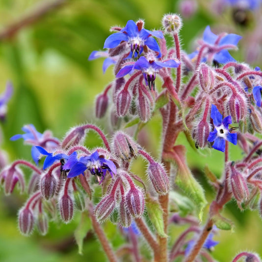 Borage Herb - Seeds - Organic - Non Gmo - Heirloom Seeds – Herb Seeds - USA Garden Seeds