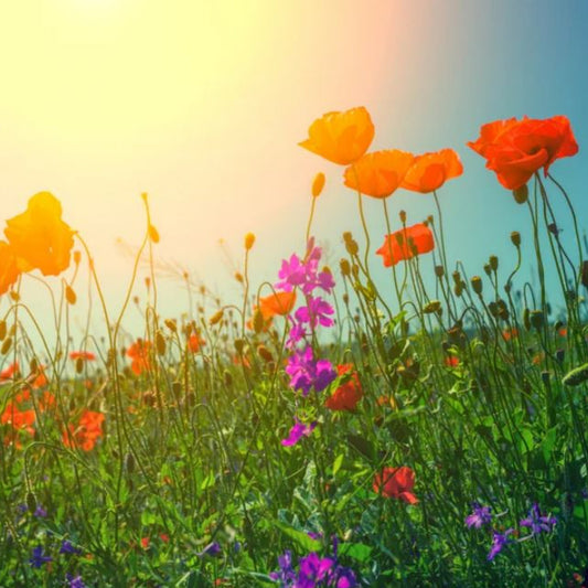 California Poppy Mission Bells Flower Seeds - Organic - Non Gmo - Heirloom Seeds – Flower Seeds - USA Garden Seeds