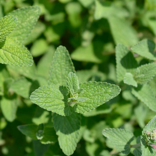 Catnip Seeds - Seeds - Organic - Non Gmo - Heirloom Seeds – Herb Seeds - USA Garden Seeds