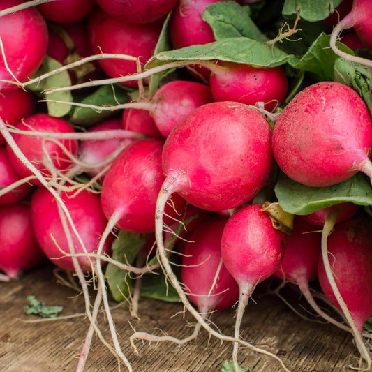 Champion Radish - Seeds - Organic - Non Gmo - Heirloom Seeds – Vegetable Seeds - USA Garden Seeds