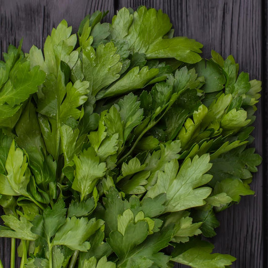 Chervil Curled Parsley - Seeds - Organic - Non Gmo - Heirloom Seeds – Herb Seeds - USA Garden Seeds