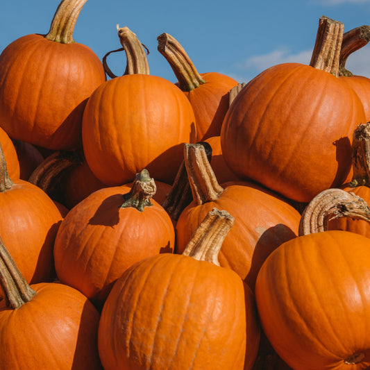 Connecticut Field Pumpkin Seeds - Non Gmo - Heirloom Pumpkin Seeds - Grow Your Own Food At Home! Fast Growing Variety!