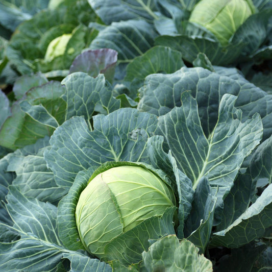 Copenhagen Market Cabbage - Seeds - Organic - Non Gmo - Heirloom Seeds – Vegetable Seeds - USA Garden Seeds