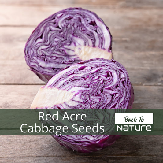 Red Acre Cabbage - Seeds - Organic - Non Gmo - Heirloom Seeds – Vegetable Seeds - USA Garden Seeds