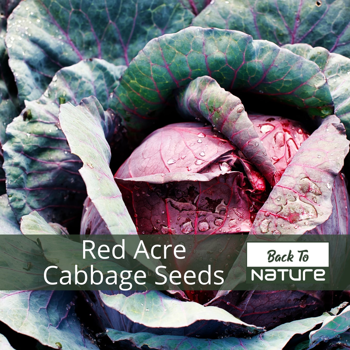 Red Acre Cabbage - Seeds - Organic - Non Gmo - Heirloom Seeds – Vegetable Seeds - USA Garden Seeds