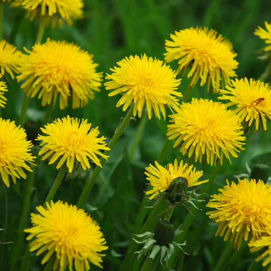 Dandelion Flowers - Seeds - Edible Flowers - Organic - Non Gmo - Heirloom Seeds – Flower Seeds - USA Garden Seeds
