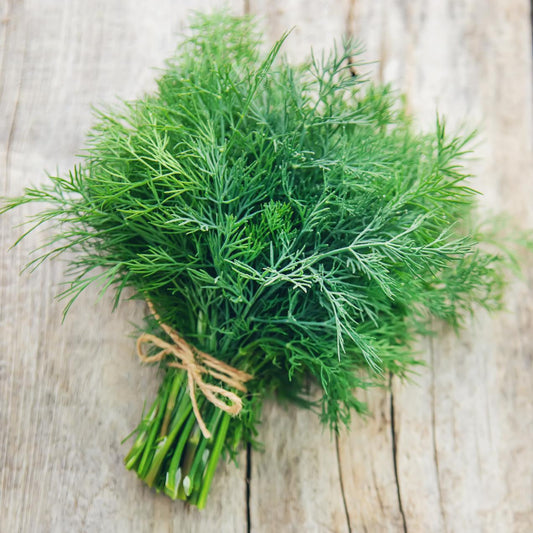 Dill - Seeds - Organic - Non Gmo - Heirloom Seeds – Herb Seeds - USA Garden Seeds