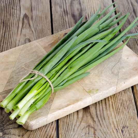Evergreen Bunching Green Onion - Seeds - Organic - Non Gmo - Heirloom Seeds – Vegetable Seeds - USA Garden Seeds