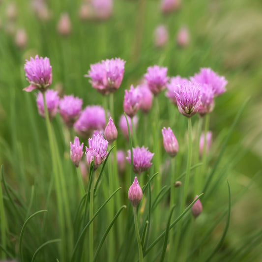 Garlic Chives - Seeds - Organic - Non Gmo - Heirloom Seeds – Herb Seeds - USA Garden Seeds