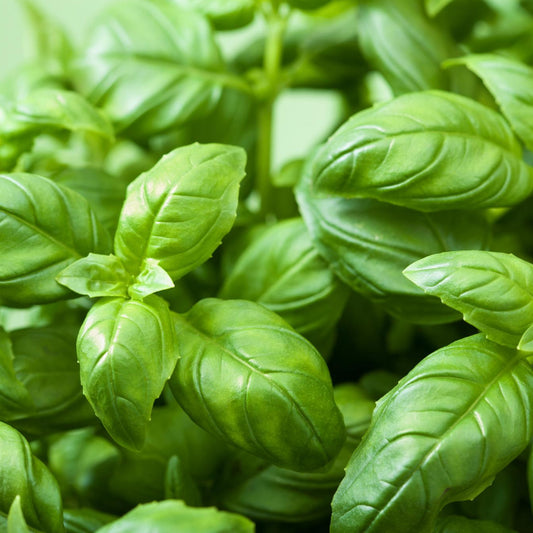 Genovese Basil - Seeds - Organic - Non Gmo - Heirloom Seeds – Herb Seeds - USA Garden Seeds