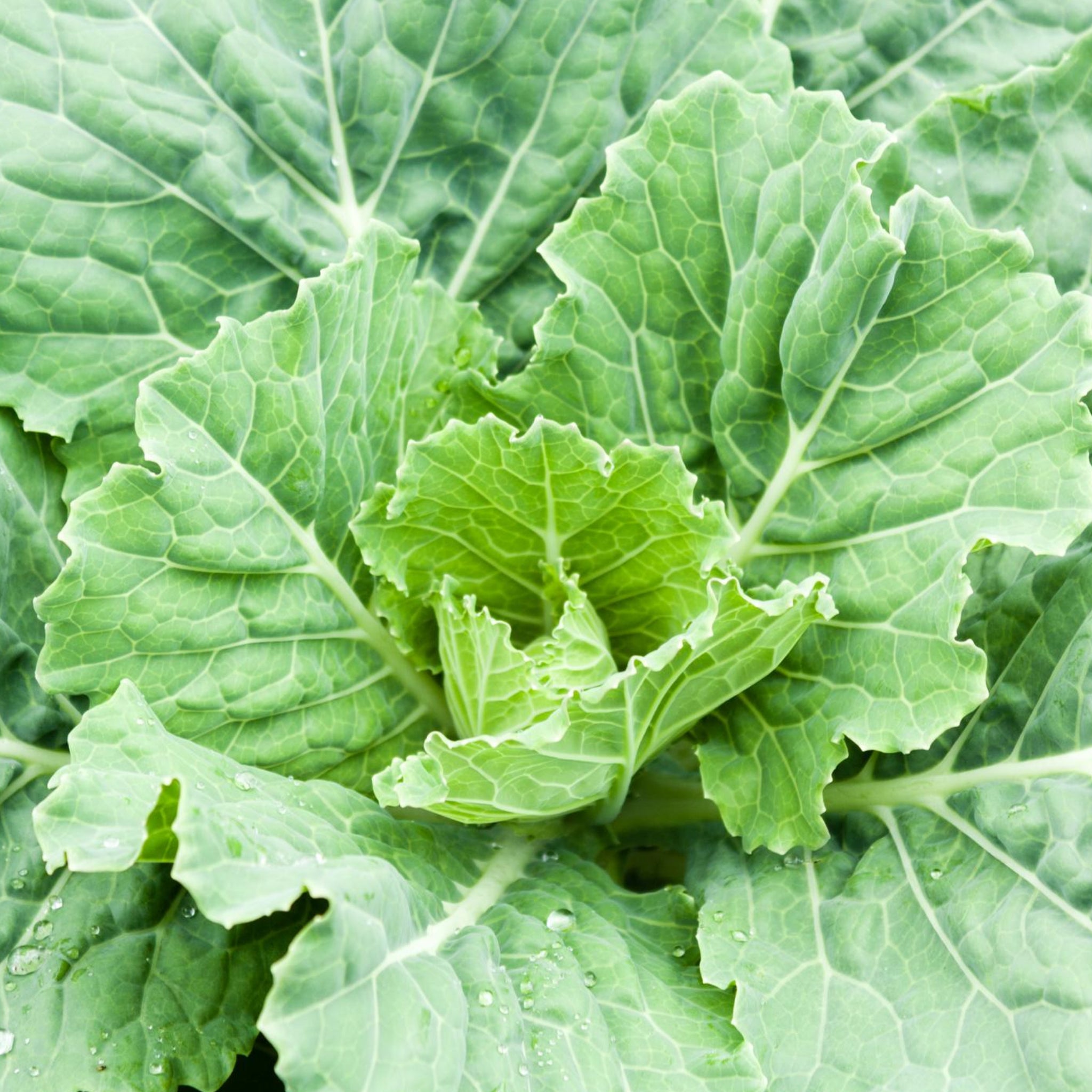thumbnail image 2 of 50 Georgia Southern Collard Seeds - Heirloom Non-GMO For 2025 Growing Season 2 of 6