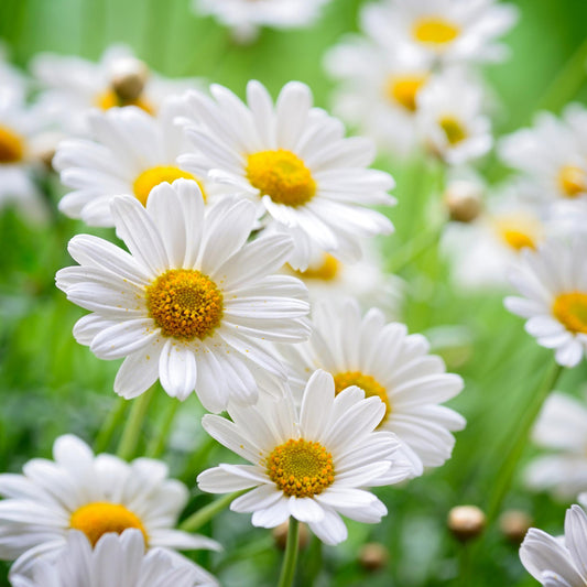German Chamomile - Seeds - Organic - Non Gmo - Heirloom Seeds – Herb Seeds - USA Garden Seeds