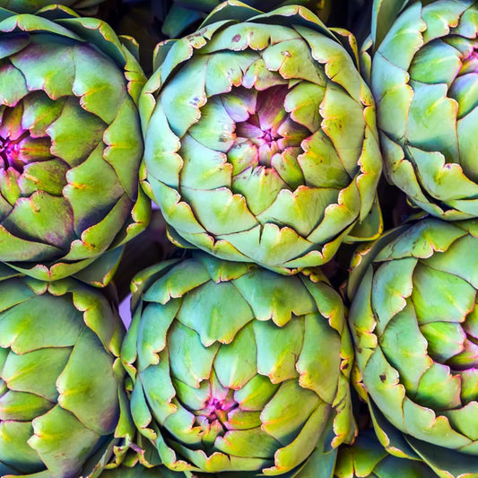 Green Globe Artichoke - Seeds - Organic - Non Gmo - Heirloom Seeds – Vegetable Seeds - USA Garden Seeds