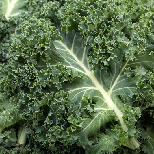 Kale - Seeds - Organic - Non Gmo - Heirloom Seeds – Vegetable Seeds - USA Garden Seeds