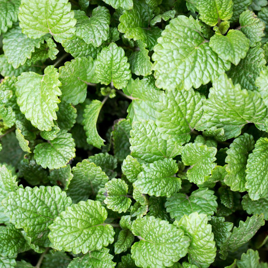 Lemon Balm Seeds - Seeds - Organic - Non Gmo - Heirloom Seeds – Herb Seeds - USA Garden Seeds