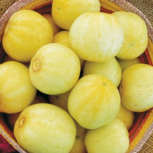 Lemon Cucumbers - Seeds - Organic - Non Gmo - Heirloom Seeds – Vegetable Seeds - USA Garden Seeds