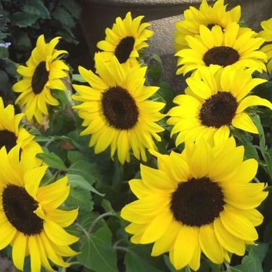 Lemon Queen Sunflowers - Seeds - Organic - Non Gmo - Heirloom Seeds – Flower Seeds - USA Garden Seeds