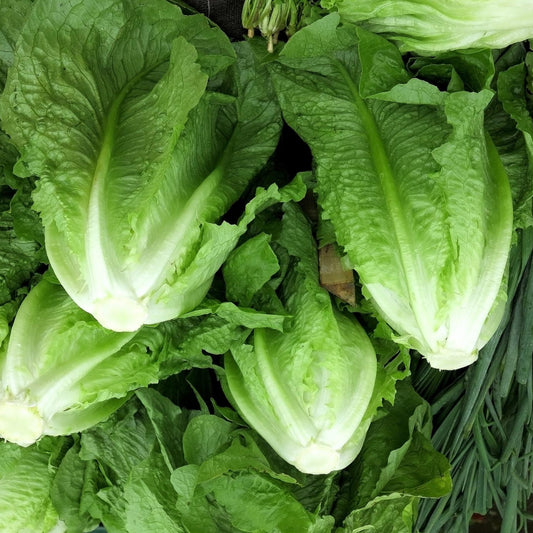 Park Island Romaine Lettuce - Seeds - Organic - Non Gmo - Heirloom Seeds – Vegetable Seeds - USA Garden Seeds