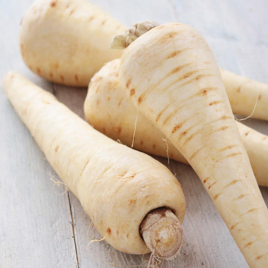 Parsnips - Seeds - Organic - Non Gmo - Heirloom Seeds – Vegetable Seeds - USA Garden Seeds