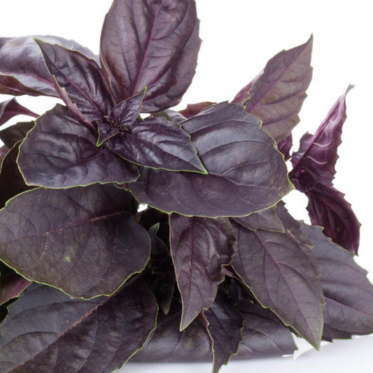 Purple Basil - Seeds - Organic - Non Gmo - Heirloom Seeds – Herb Seeds - USA Garden Seeds