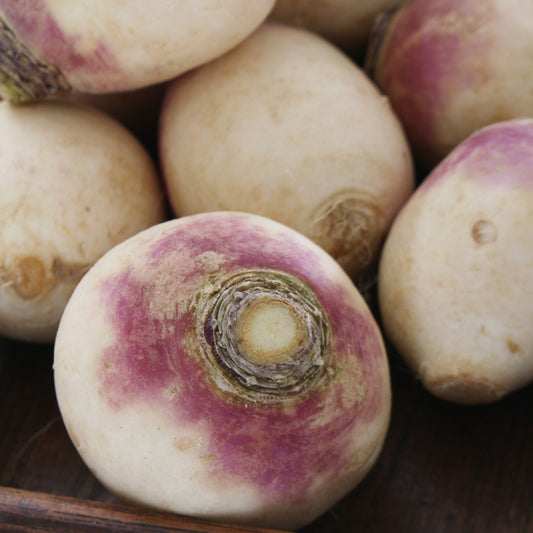 Purple Rutabagas - Seeds - Organic - Non Gmo - Heirloom Seeds – Vegetable Seeds - USA Garden Seeds