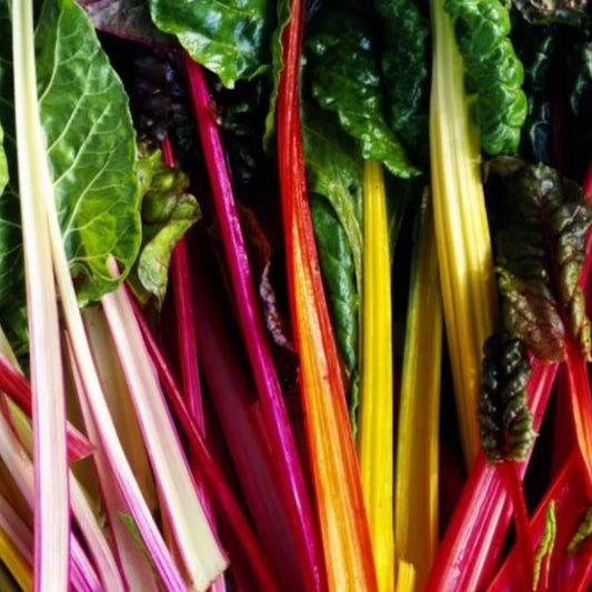 Rainbow Swiss Chard - Seeds - Organic - Non Gmo - Heirloom Seeds – Vegetable Seeds - USA Garden Seeds