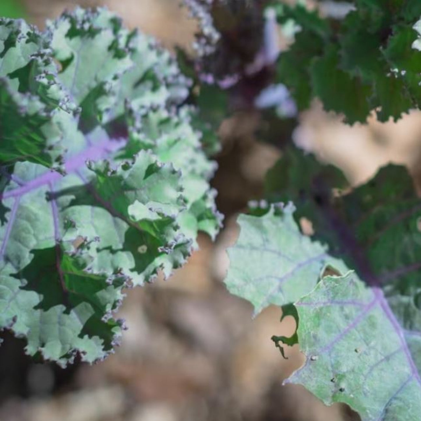 Red Russian Kale - Seeds - Organic - Non Gmo - Heirloom Seeds – Vegetable Seeds - USA Garden Seeds