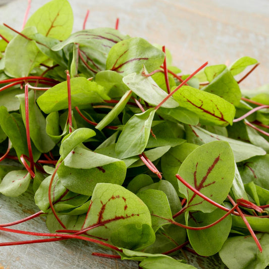 Red Veined Sorrel - Seeds - Organic - Non Gmo - Heirloom Seeds – Vegetable Seeds - USA Garden Seeds