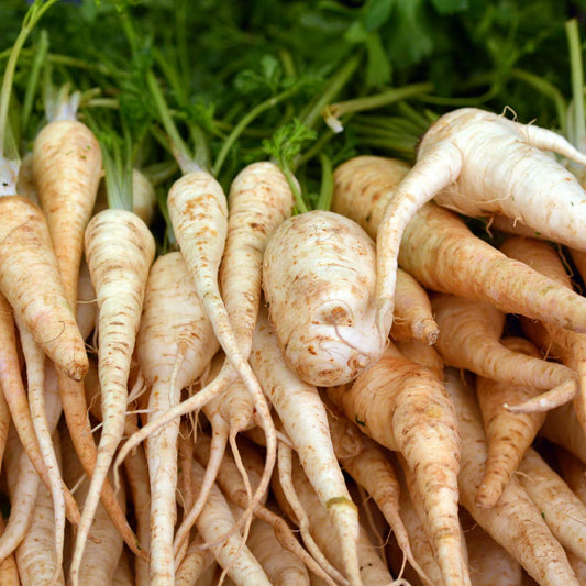 Rooted Parsley - Seeds - Organic - Non Gmo - Heirloom Seeds – Herb Seeds - USA Garden Seeds