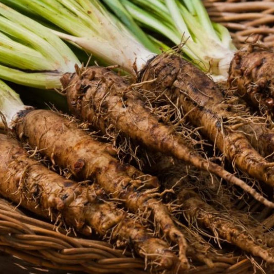 Salsify Seeds - Organic & Non Gmo Salsify Seeds - Heirloom Seeds - Fresh USA Grown Seeds