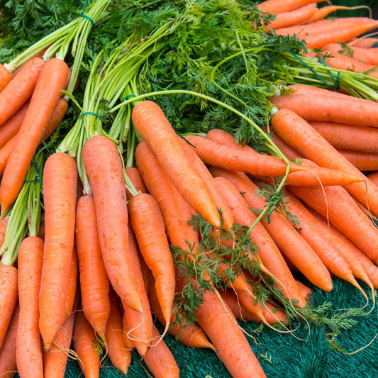 Scarlet Nantes Carrots - Seeds - Organic - Non Gmo - Heirloom Seeds – Vegetable Seeds - USA Garden Seeds