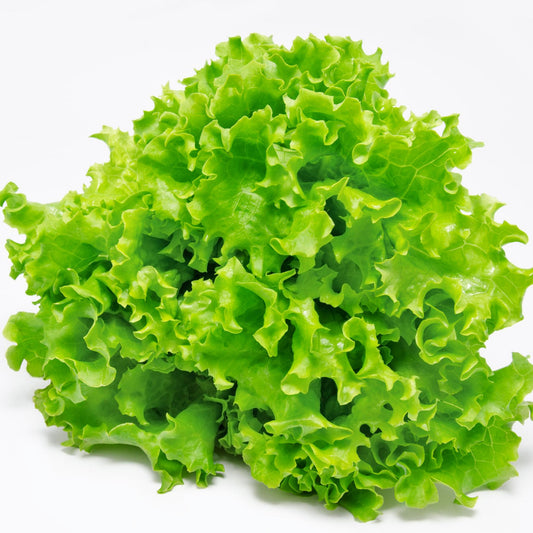 Simpson Leaf Lettuce - Seeds - Organic - Non Gmo - Heirloom Seeds – Vegetable Seeds - USA Garden Seeds