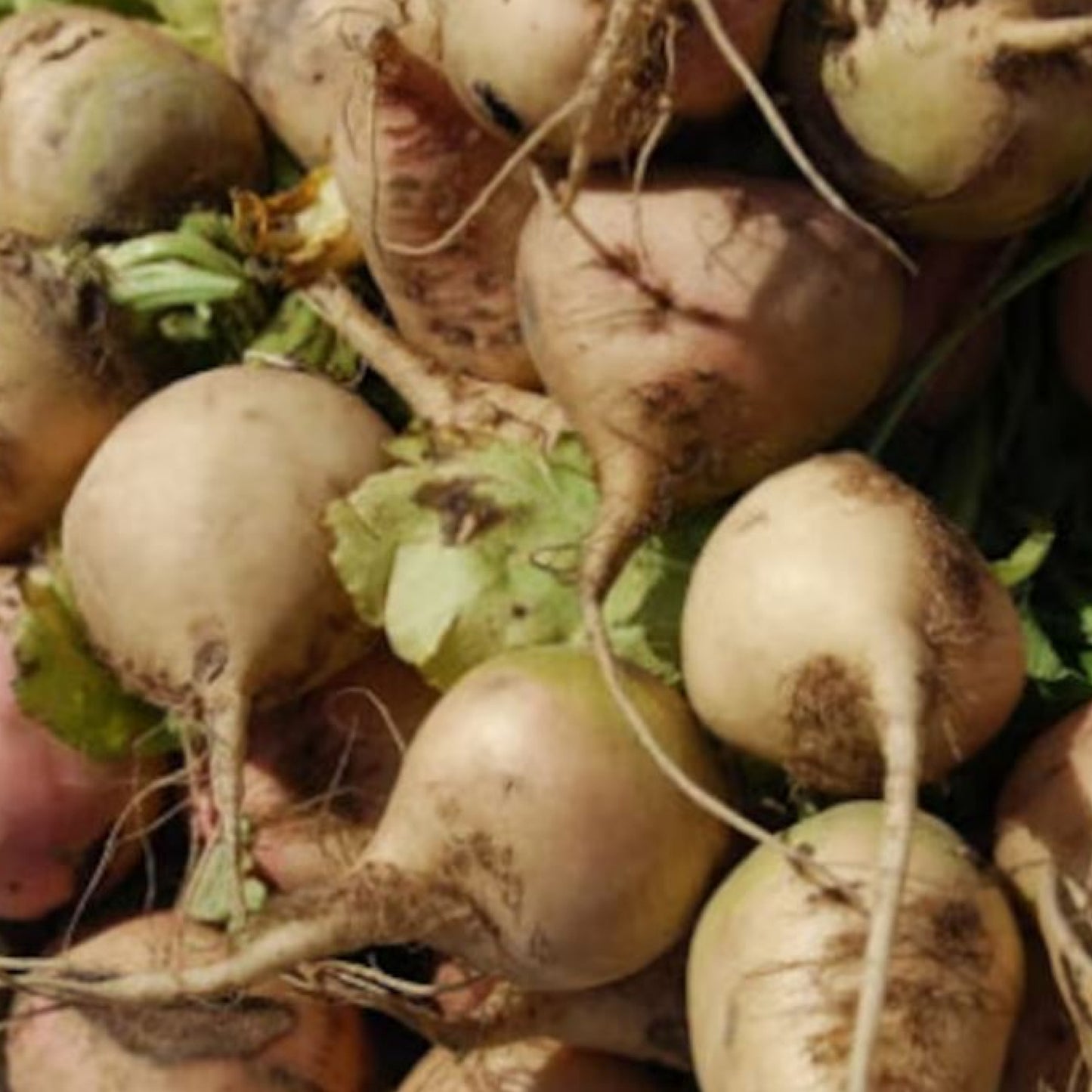 Sugar Beets - Seeds - Organic - Non Gmo - Heirloom Seeds – Vegetable Seeds - USA Garden Seeds