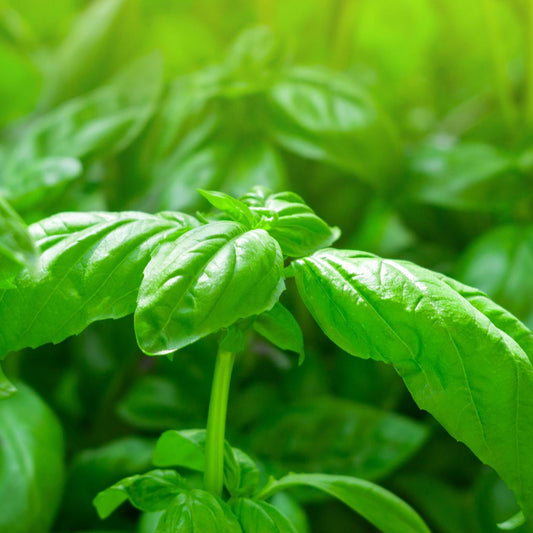 Sweet Basil - Seeds - Organic - Non Gmo - Heirloom Seeds – Herb Seeds - USA Garden Seeds
