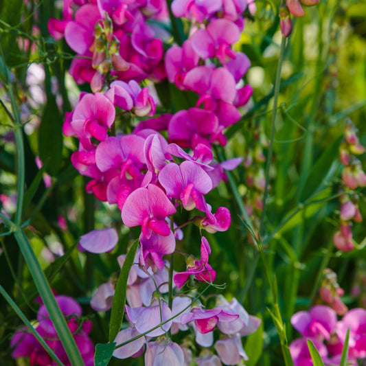 Sweet Pea Flowers - Seeds - Organic - Non Gmo - Heirloom Seeds – Flower Seeds - USA Garden Seeds