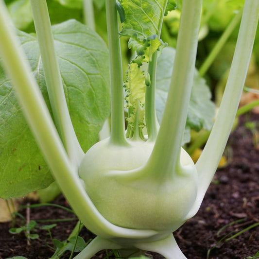 White Vienna Kohlrabi - Seeds - Organic - Non Gmo - Heirloom Seeds – Vegetable Seeds - USA Garden Seeds