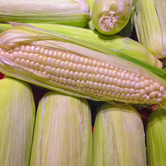 White Sweet Corn - Truckers Favorite - Seeds - Organic - Non Gmo - Heirloom Seeds – Vegetable Seeds - USA Garden Seeds