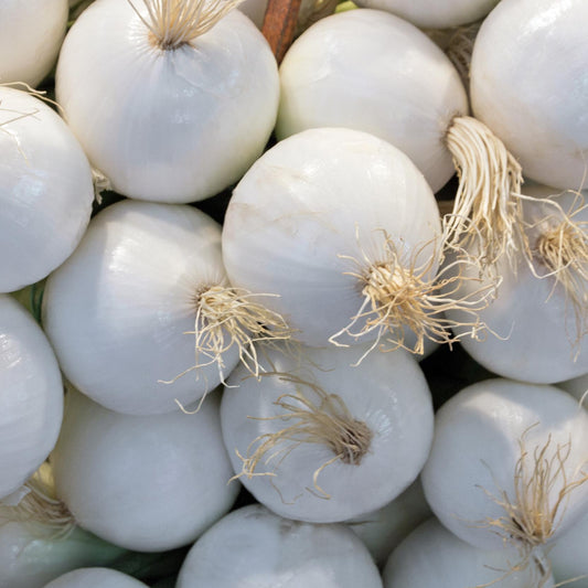 White Sweet Spanish Onions - Seeds - Organic - Non Gmo - Heirloom Seeds – Vegetable Seeds - USA Garden Seeds  