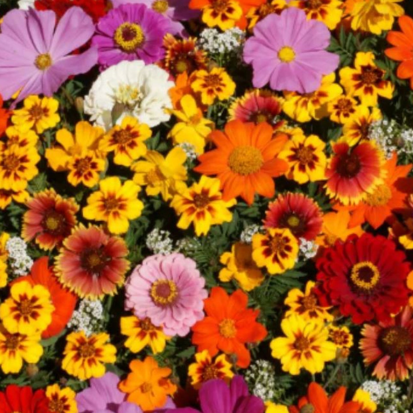 Wildflowers - Cut Flower Seeds - Organic - Non Gmo - Heirloom Seeds – Flower Seeds - USA Garden Seeds