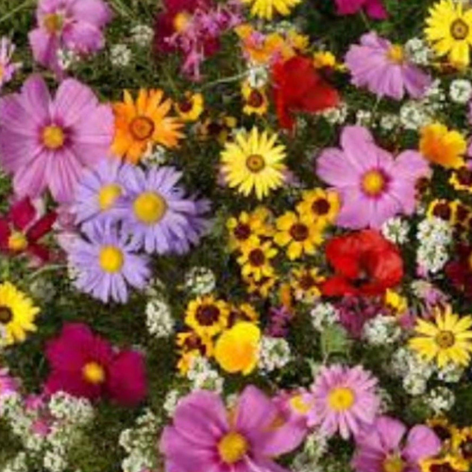 Wildflower Mix - All Annual - Seeds - Organic - Non Gmo