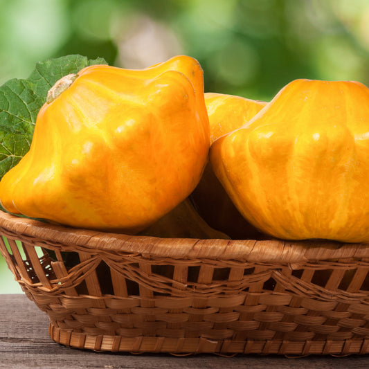 Scallop Squash - Seeds - Organic - Non Gmo - Heirloom Seeds – Vegetable Seeds - USA Garden Seeds