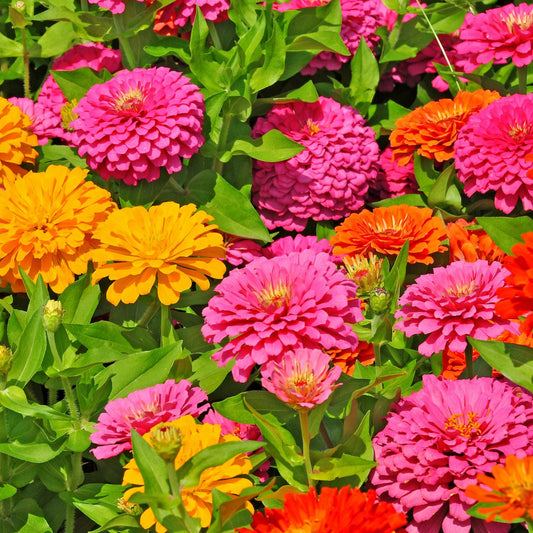 Zinnia California Giant Flowers - Seeds - Organic - Non Gmo - Heirloom Seeds – Flower Seeds - USA Garden Seeds