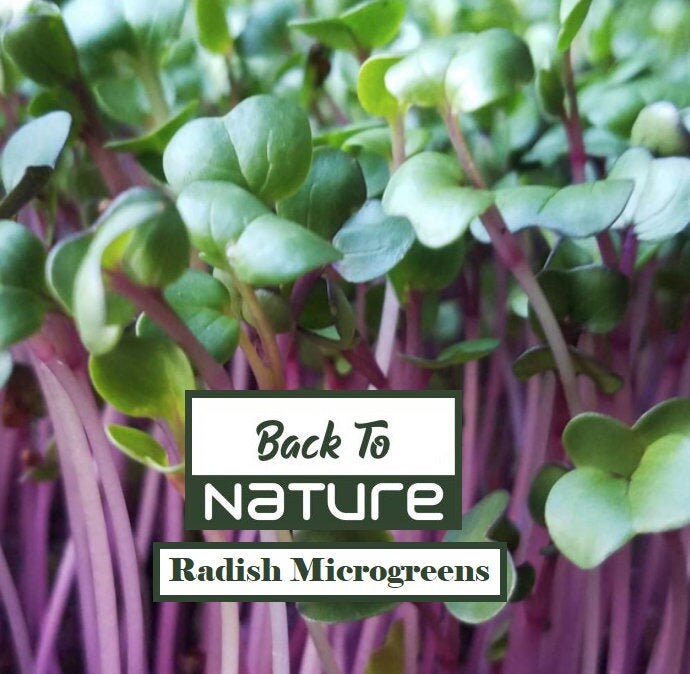 Radish Microgreen Seeds - Seeds - Non Gmo - Heirloom Seeds – Microgreen Seeds - Fresh 2022 USA Seeds - Grows Fast