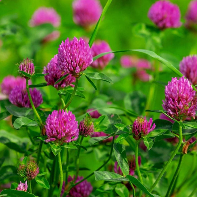 Red Clover - Seeds - Organic - Non Gmo - Heirloom Seeds – Flower Seeds - USA Garden Seeds