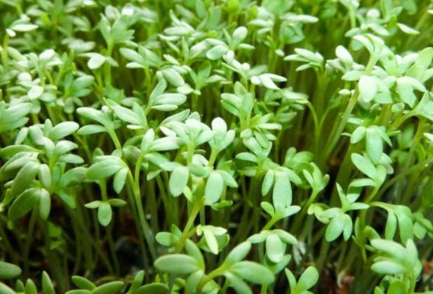 cress plant seeds Curled Cress - Seeds - Non Gmo - Heirloom Seeds – Microgreen Seeds
