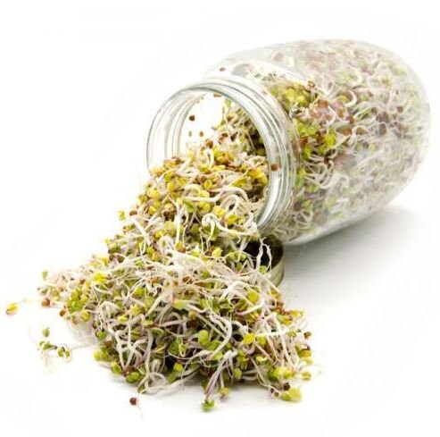 sprouting seeds for garden Zesty Bean Sprouting Seed Blend - Organic - Non Gmo