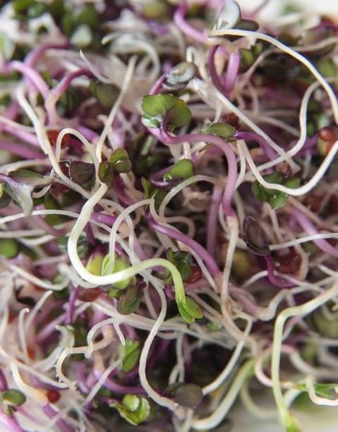 country garden seeds Country Delight Sprouting Seed Mix - 5 Varieties - Organic - Non Gmo